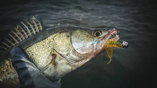 Zander caught on jig. Fishing with spinning. — Stockfoto