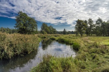Little beautiful forest river. The nature of Belarus.