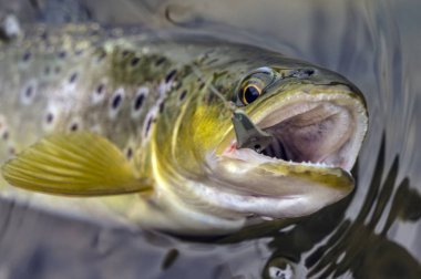  Wild brown trout caught spoon