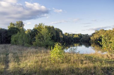 Autumn meadow. Bush. The nature of Belarus.