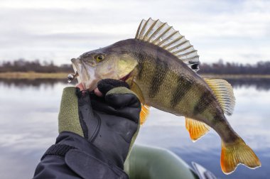 Fishing trophies/ Fishing with spinning.
