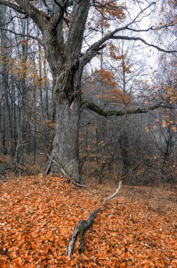 Sonbaharda yaşlı meşe ağacı