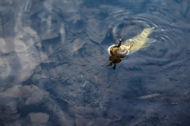 Kanca üzerinde kahverengi alabalık.