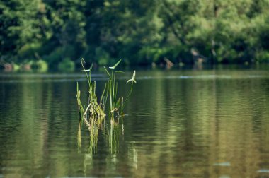 Göl pürüzsüz bir yüzey üzerinde suda yaşayan bitki.