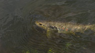 Güzel kahverengi alabalık balıkçılık sinek tarafından yakalandı.