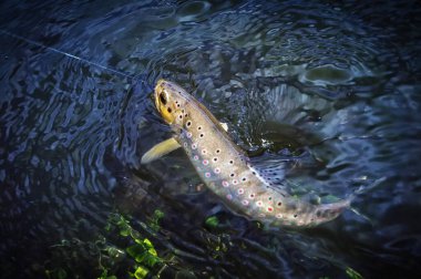 Wild brown trout on the hook under the water. clipart