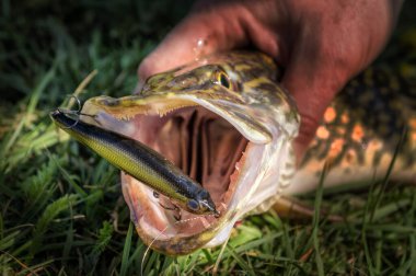 Balıklar bocalamaya başladı..