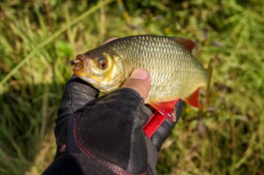 Sinek avı. - Rudd. Yapay bir sinekle balık tutmak.