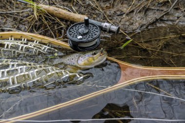Wild brown trout caught fly fishing.