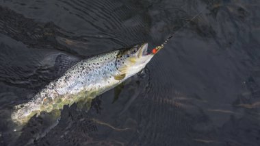 Yem kahverengi alabalık yakaladı
