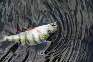 Balık balık balık sinek yakalandı
