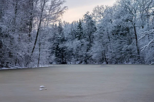 Lago di foresta congelato. La natura della Bielorussia . — Foto Stock