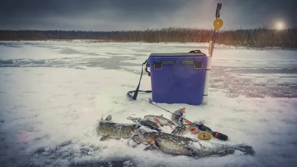 Pesca de invierno. Perca y lucio capturados por el hielo . — Foto de Stock