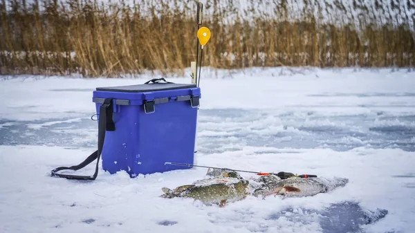 Pesca de invierno. Perca y lucio capturados por el hielo . — Foto de Stock