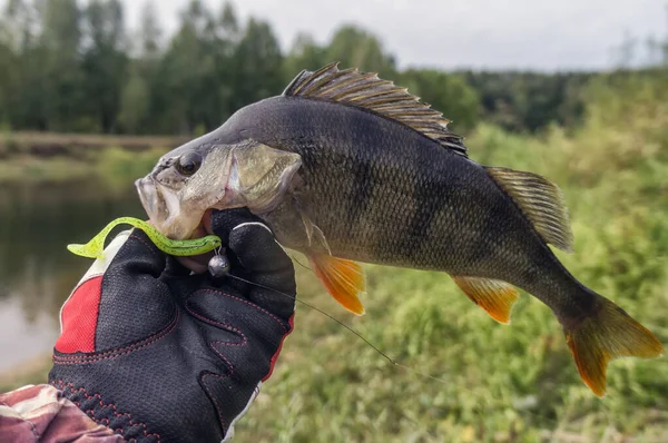 Fisch Der Auf Einer Jig Gefangen Wird Angeln Mit Spinnen — Stockfoto