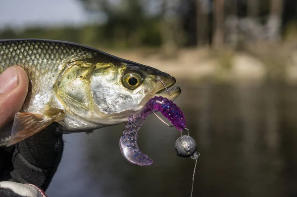 Fisk Fångad Jigg Fiske Med Spinnfiske — Stockfoto