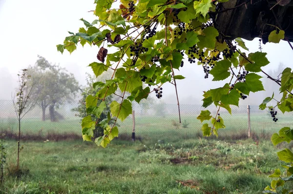 Hrozny Pod Střechou — Stock fotografie