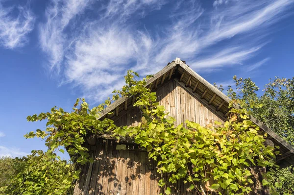 Druiven Onder Het Dak — Stockfoto