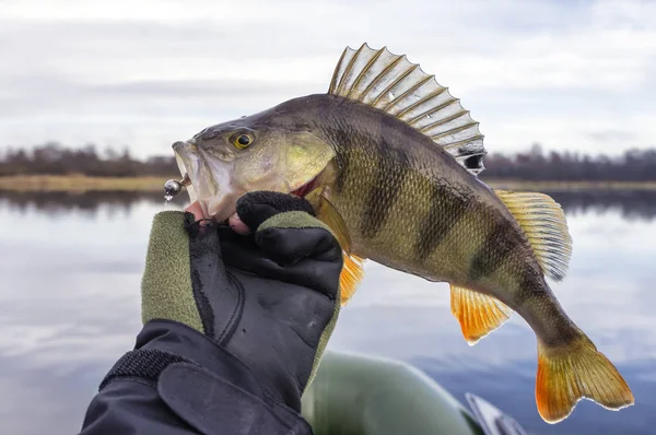 Fishing Trophies Fishing Spinning — Stockfoto