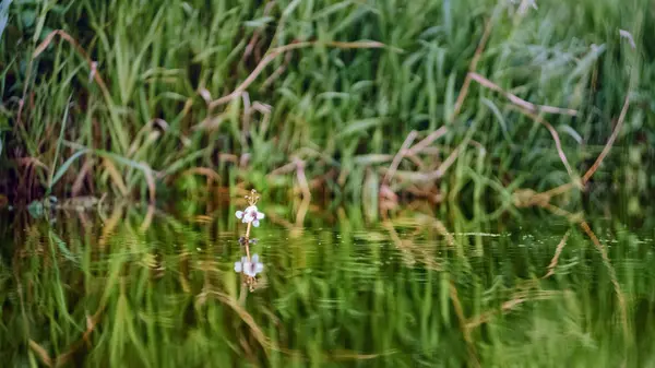 Μικρό λουλούδι πάνω από την επιφάνεια του νερού του ποταμού. — Φωτογραφία Αρχείου