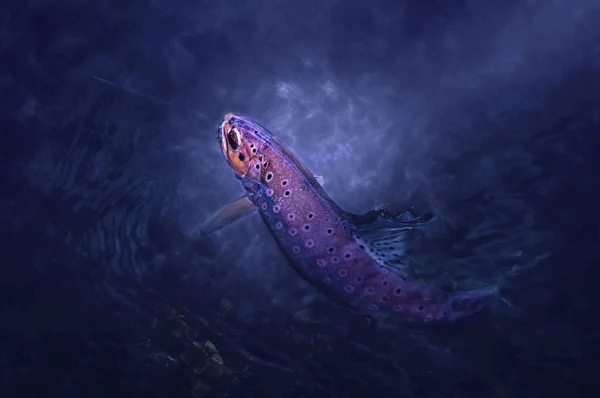 물 밑 갈고리에 붙어 있는 야생 갈색 송어. — 스톡 사진