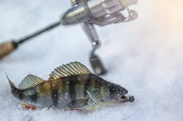 Pesce Catturato Una Giga Pesca Con Filatura — Foto Stock