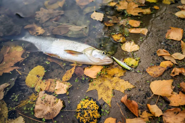 Asp gevangen op spinnen tijdens de herfst tijd. — Stockfoto