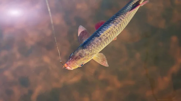 Fliegenfischen. Fisch am Haken unter dem Wasser. — Stockfoto