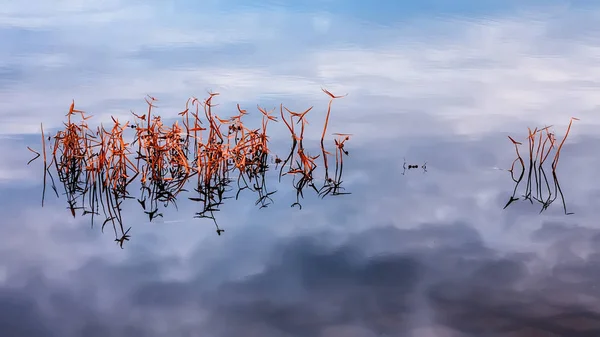 Planten weerspiegeld in het water. — Stockfoto