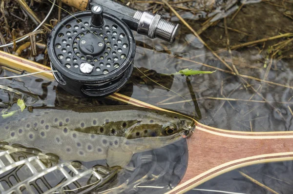 Wild brown trout caught fly fishing.