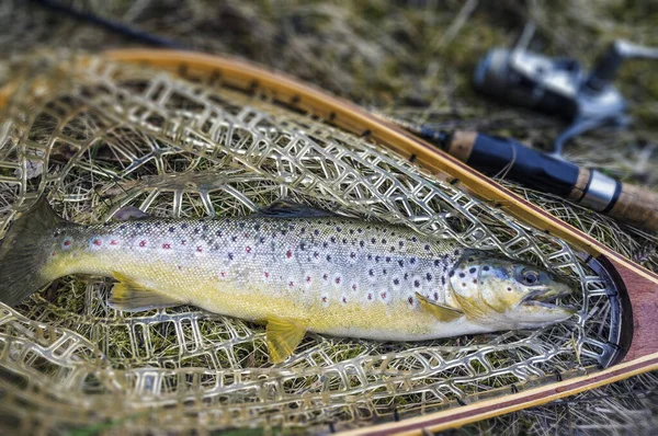 Brown trout caught lure