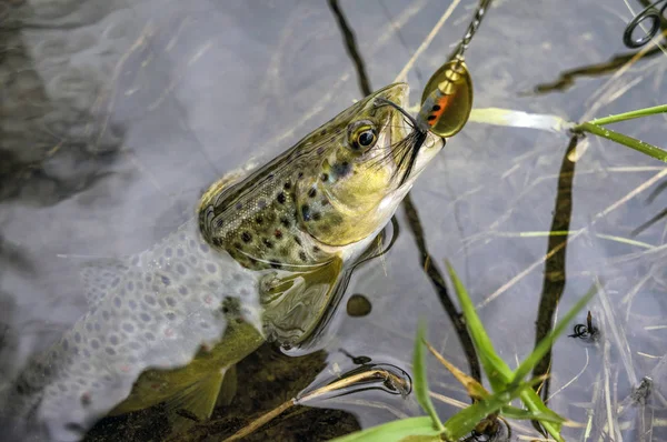 Bruine Forel Gevangen Lokken — Stockfoto