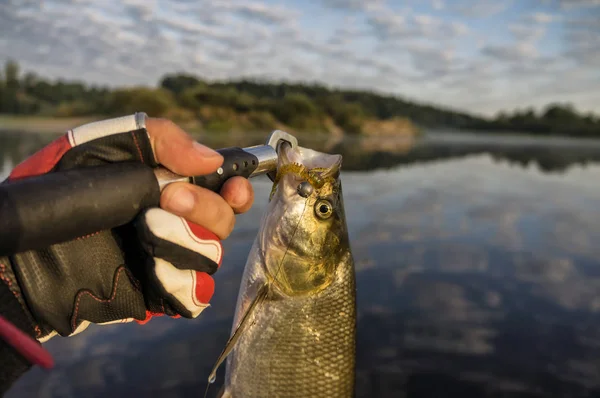 Fischertrophäen Angeln Mit Spinnen — Stockfoto