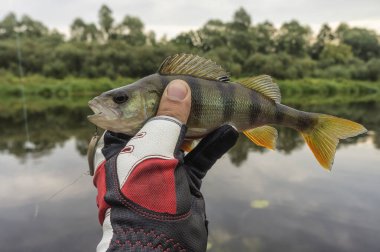Fishing trophies. Fishing with spinning.