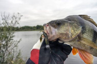 Bass caught on a soft bait. clipart