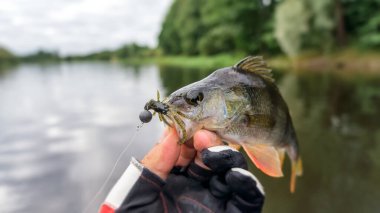Fishing trophies. Fishing with spinning.