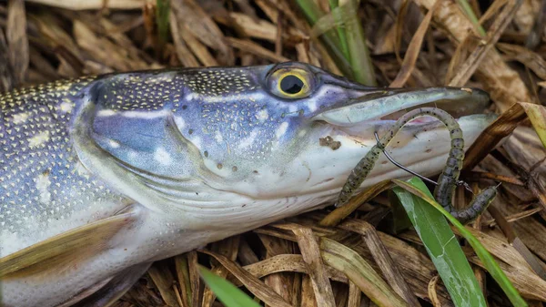 Fisk Fångad Jigg — Stockfoto