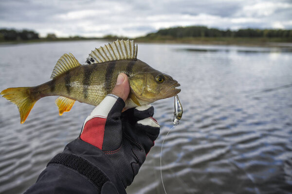 Perch caught on wobbler