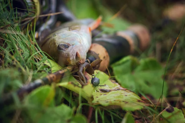 Poisson pêché sur un gabarit . — Photo