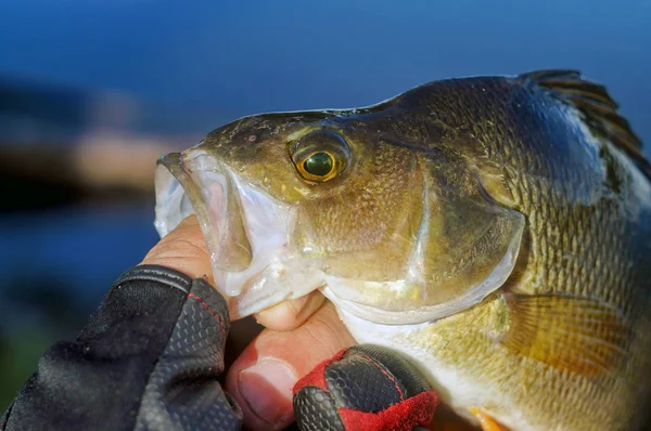 Stor abborre fångad av en fiskare. — Stockfoto