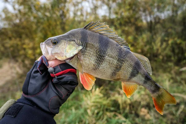 Schöner gelber Barsch. — Stockfoto