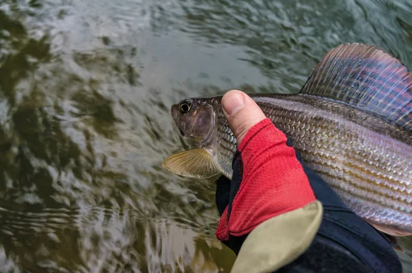 Fischer Setzt Äsche Frei Fliegenfischen — Stockfoto