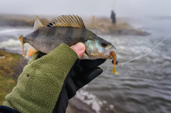 Fisch Auf Einer Jig Gefangen — Stockfoto