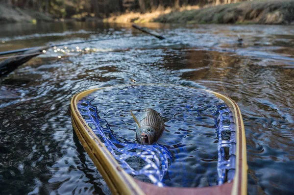 Hermoso gris atrapado la pesca con mosca. Pesca con mosca . —  Fotos de Stock