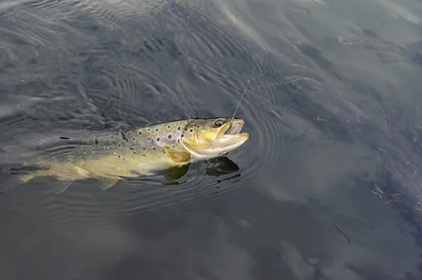 Brown Trout Caught Lure — Stock Photo, Image