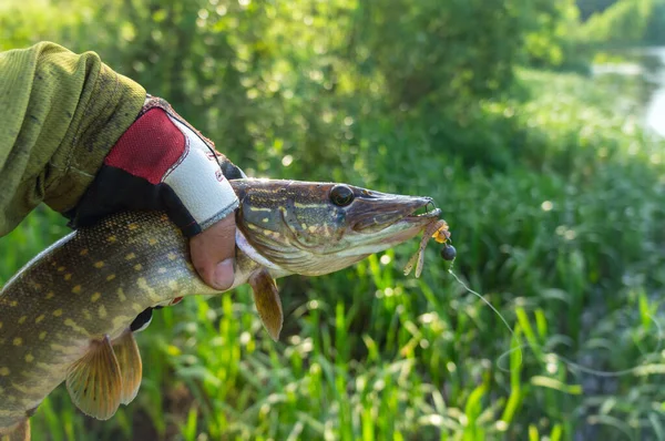 Troféus Pesca Pesca Com Fiação — Fotografia de Stock