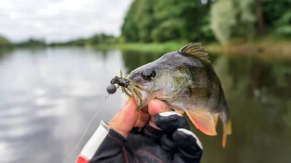 Fishing trophies. Fishing with spinning.