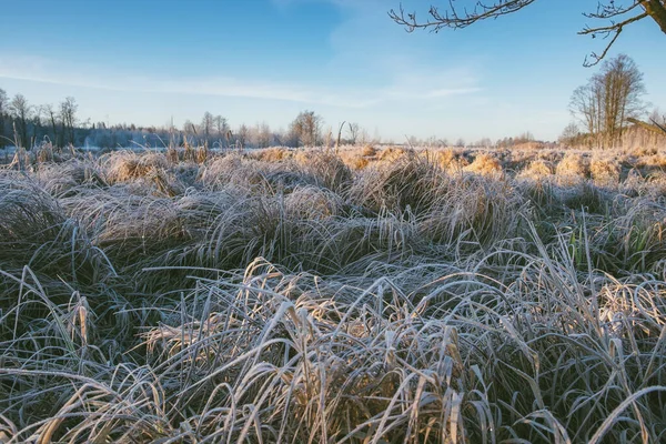 Hoarfrost leží na trávě. Ranní krajina u řeky. — Stock fotografie