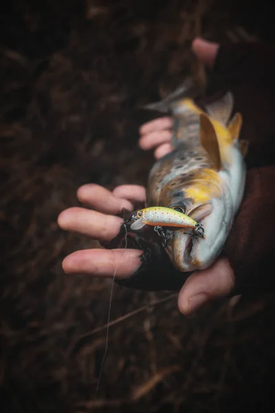 A beautiful brown trout is caught spinning. — Stock Photo, Image