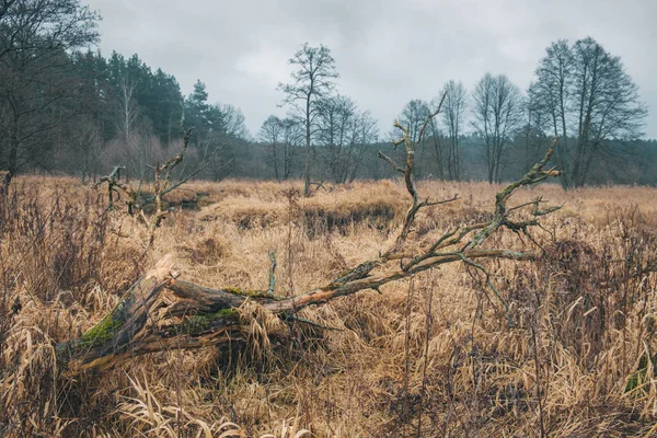 Řeka teče mezi lesy. Charakter severní Evropy. — Stock fotografie